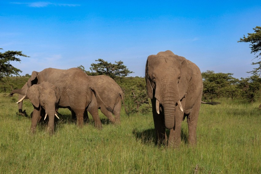 a herd of elephants walking across a lush green field