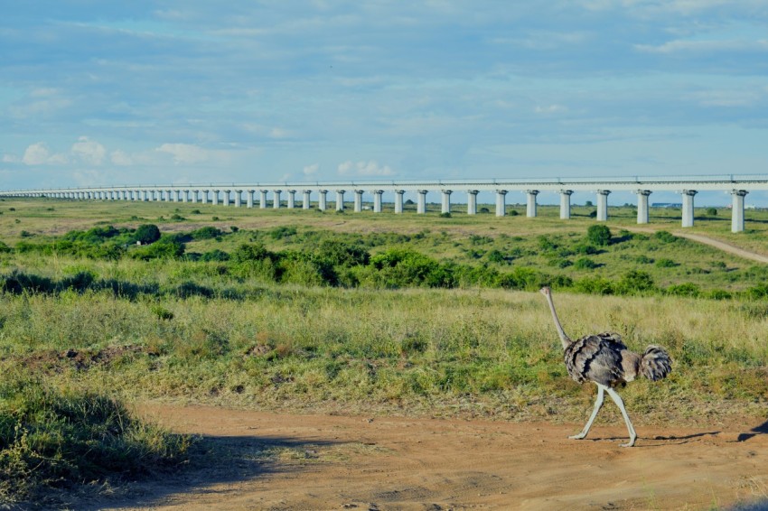 white and black dalmatian dog on brown dirt road during daytime