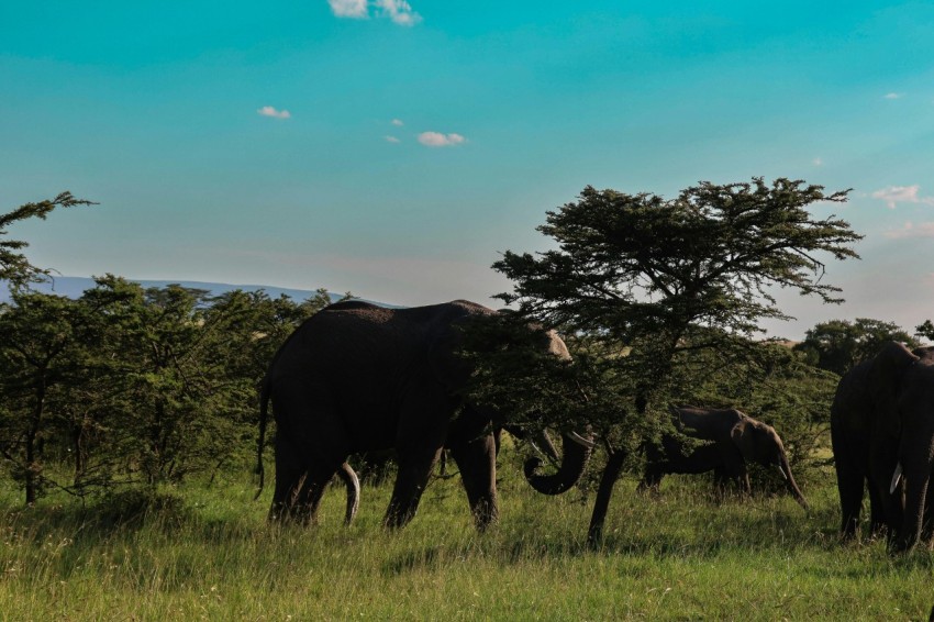 a herd of elephants standing on top of a lush green field