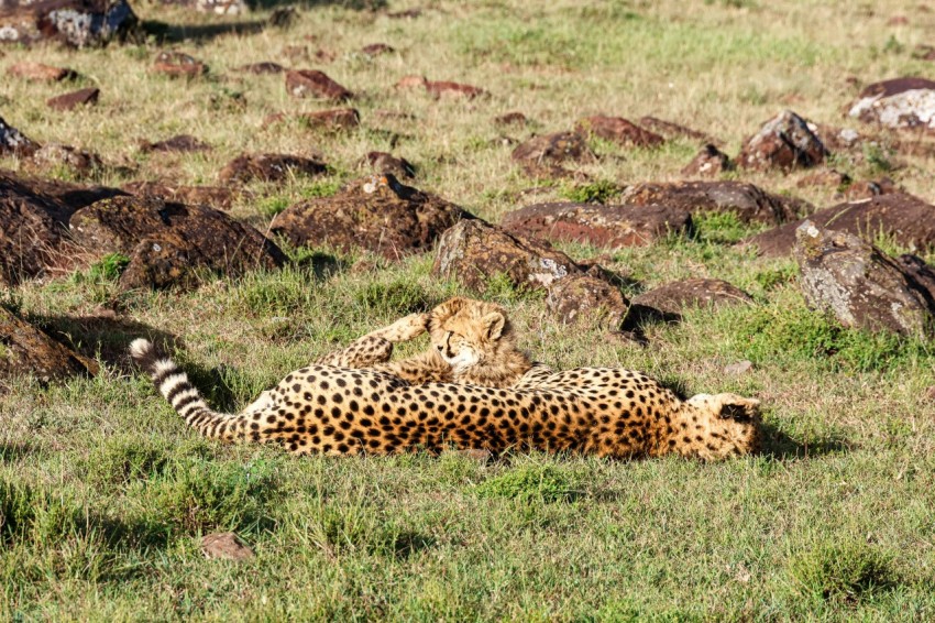 a couple of cheetah laying on top of a lush green field 4hKriWF