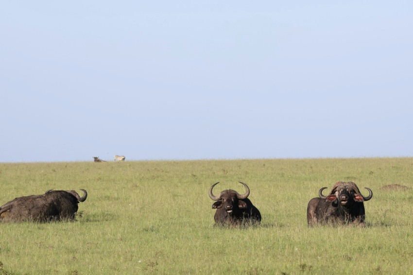 a herd of buffalo standing on top of a grass covered field