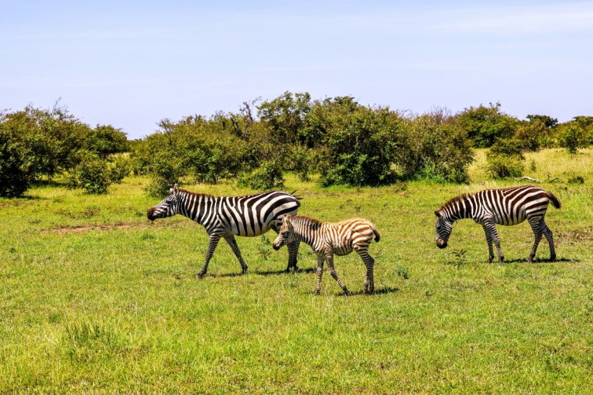 a herd of zebra standing on top of a lush green field