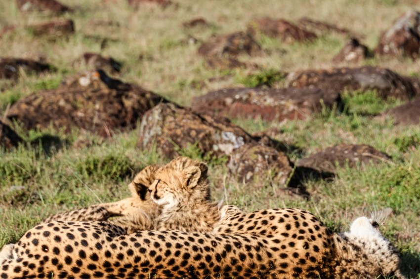 a couple of cheetah laying on top of each other WEpfQ