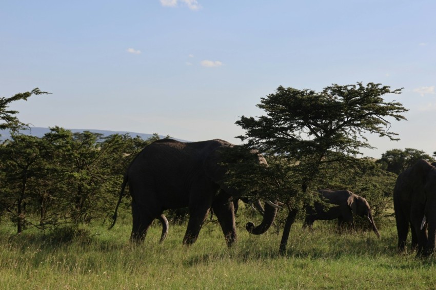 a herd of elephants standing on top of a lush green field