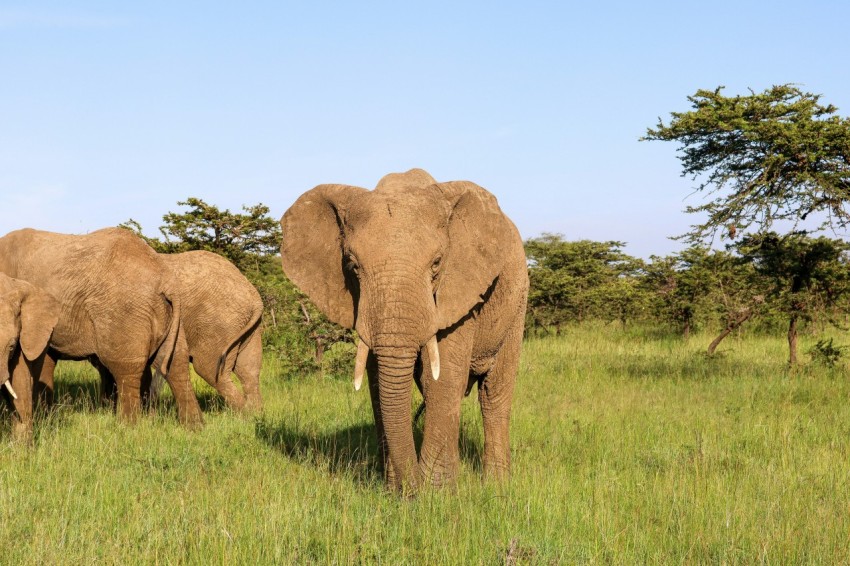 a couple of elephants standing on top of a lush green field