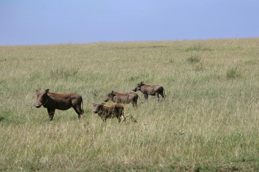 a herd of cattle standing on top of a grass covered field