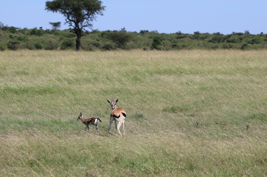 a couple of deer standing on top of a grass covered field
