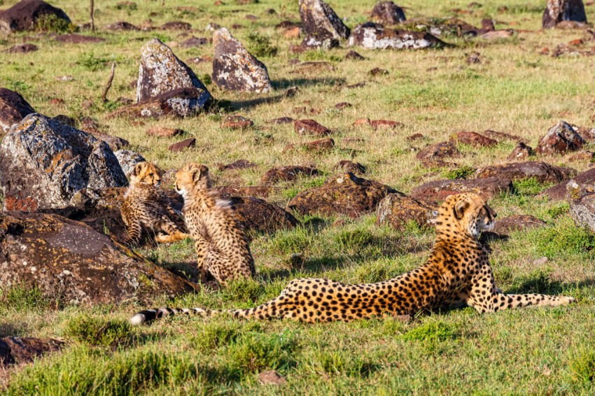 a couple of cheetah laying on top of a lush green field