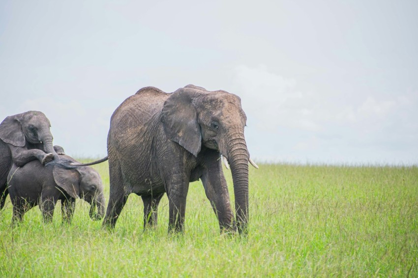 a herd of elephants walking across a lush green field