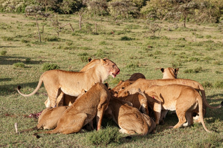 a group of lions sitting on top of a lush green field