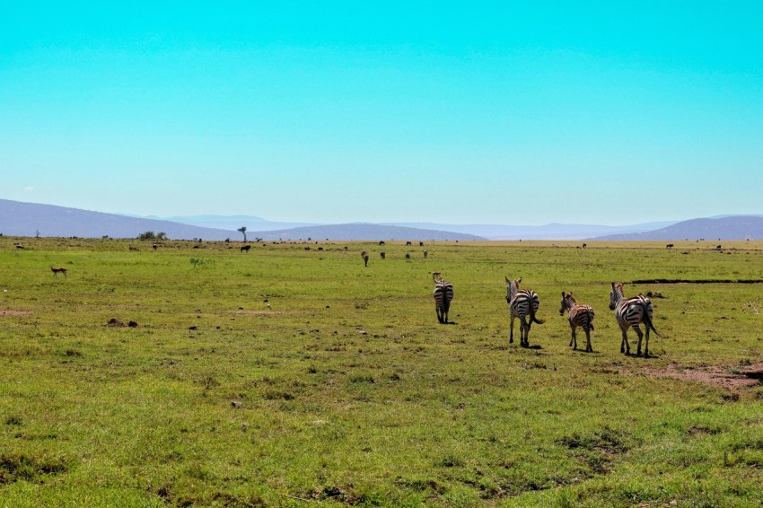 a herd of zebra standing on top of a lush green field