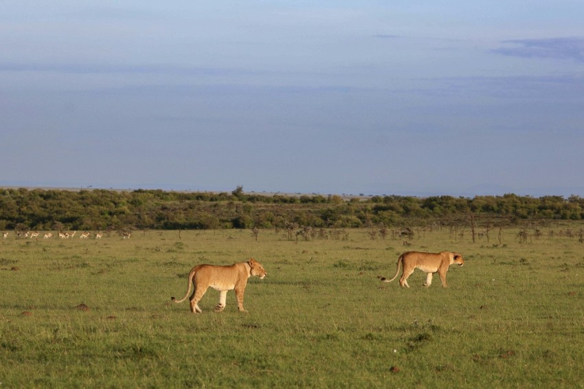 a couple of lions walking across a lush green field