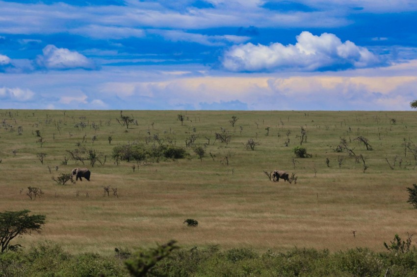 a herd of elephants standing on top of a grass covered field