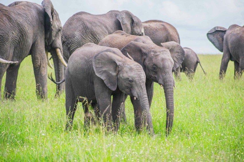 a herd of elephants walking across a lush green field