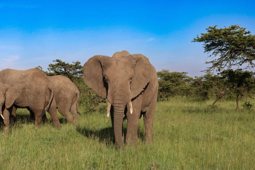a herd of elephants standing on top of a lush green field