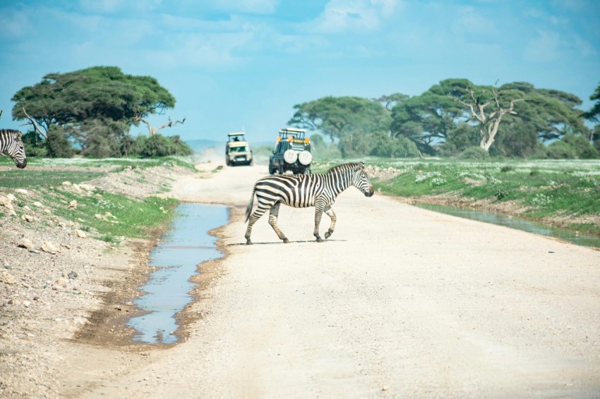 a zebra crossing a dirt road with a truck in the background