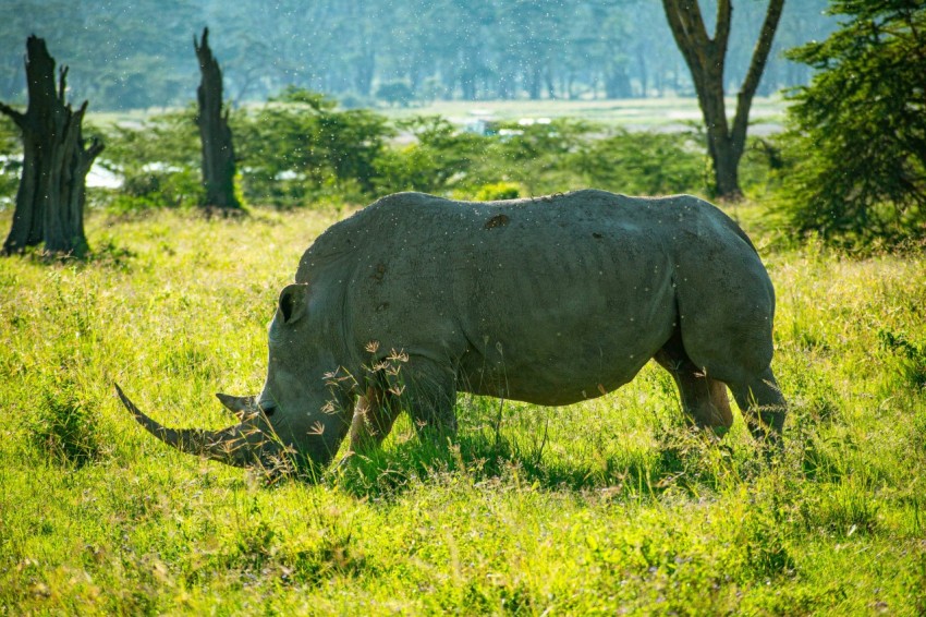 a rhino grazing in a grassy field with trees in the background J