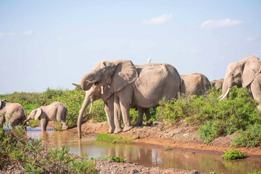 a herd of elephants standing next to a body of water