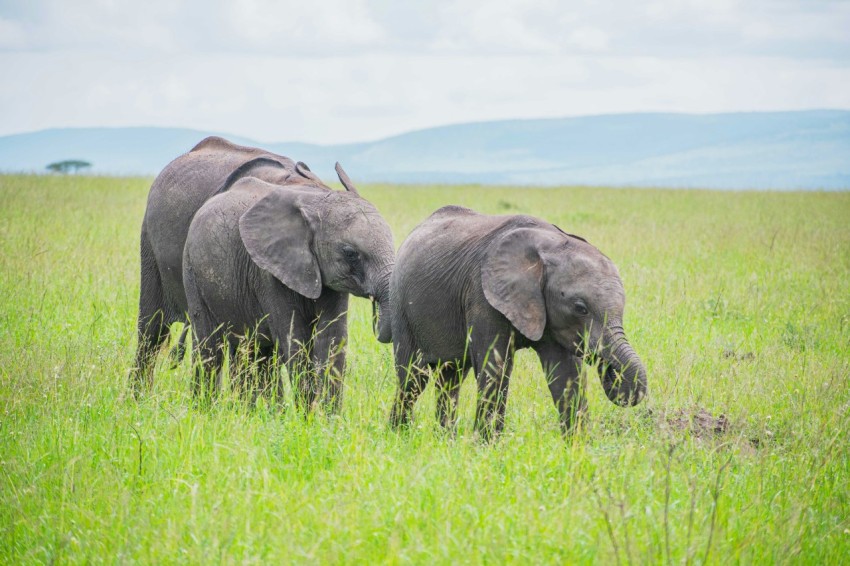 a couple of elephants that are standing in the grass _Ze