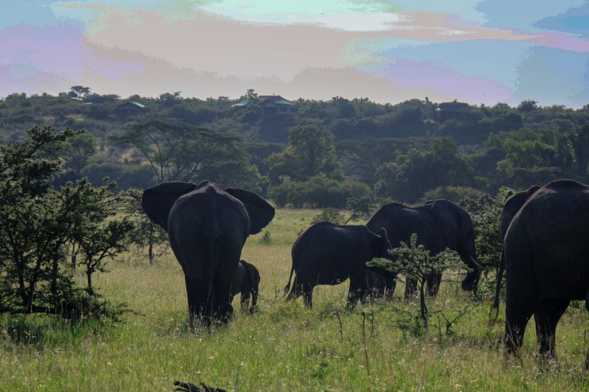 a herd of elephants walking across a lush green field