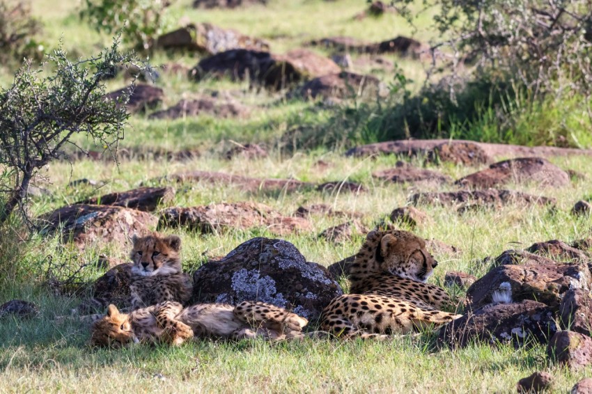 a herd of cheetah laying on top of a lush green field