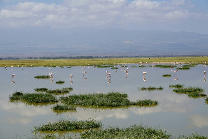 a flock of birds standing on top of a body of water