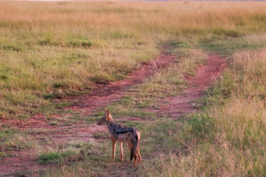 a small animal standing on top of a grass covered field