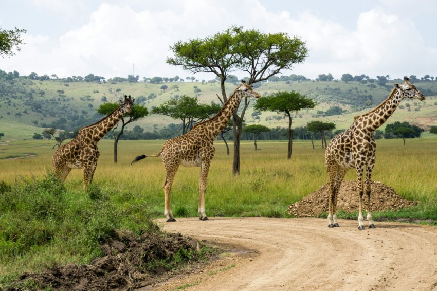 three giraffes near green grass field during daytime