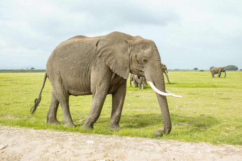 a large elephant standing on top of a lush green field