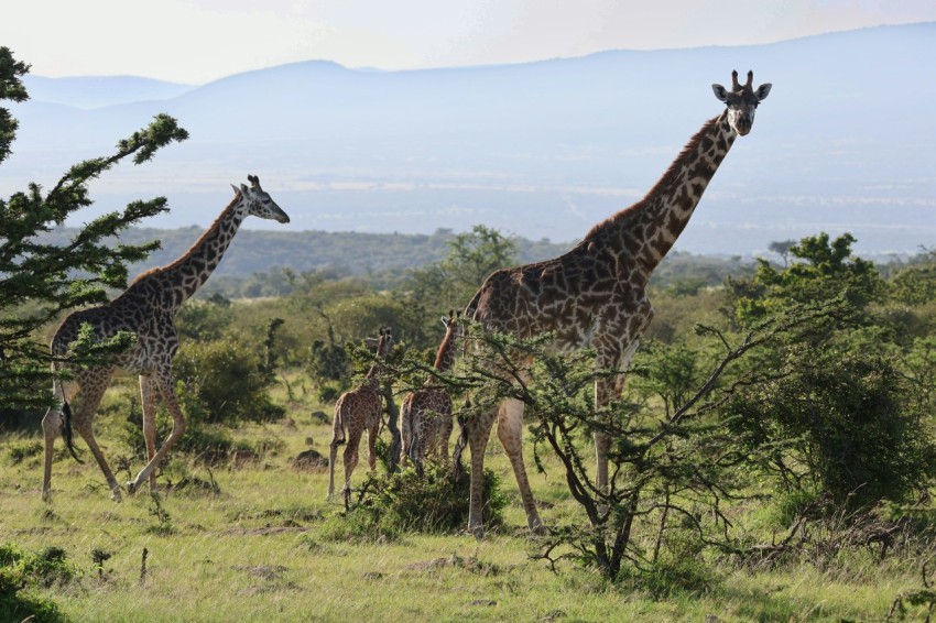 a herd of giraffe walking across a lush green field