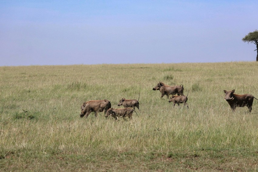 a herd of wild animals walking across a grass covered field