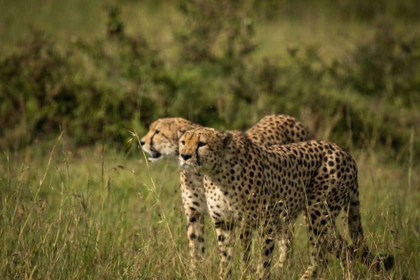 a couple of cheetah walking across a lush green field b9Oqq