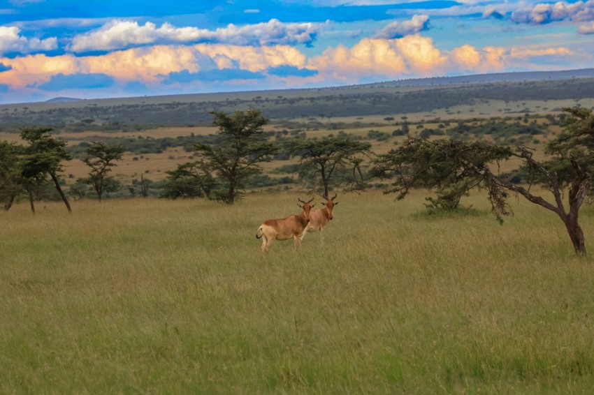 a couple of deer standing on top of a grass covered field