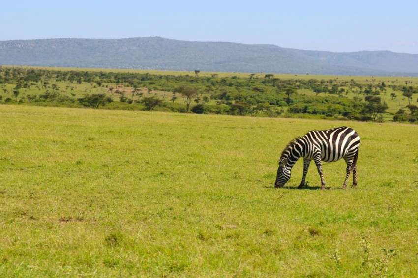 a zebra grazing in a grassy field with mountains in the background