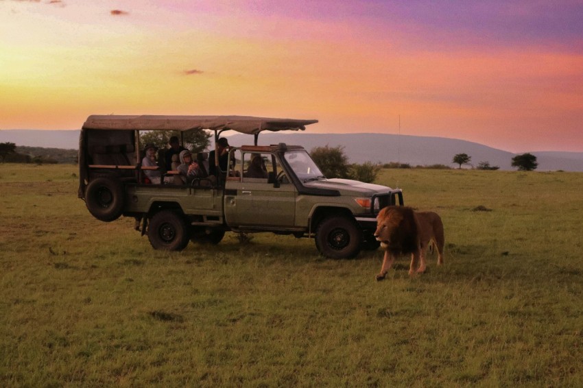 a safari vehicle with passengers and a lion in the grass