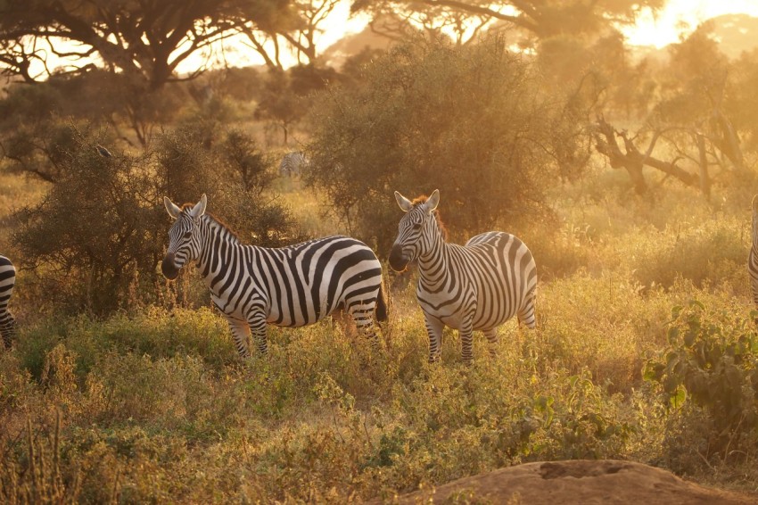 a herd of zebra standing on top of a grass covered field 6Qy_y