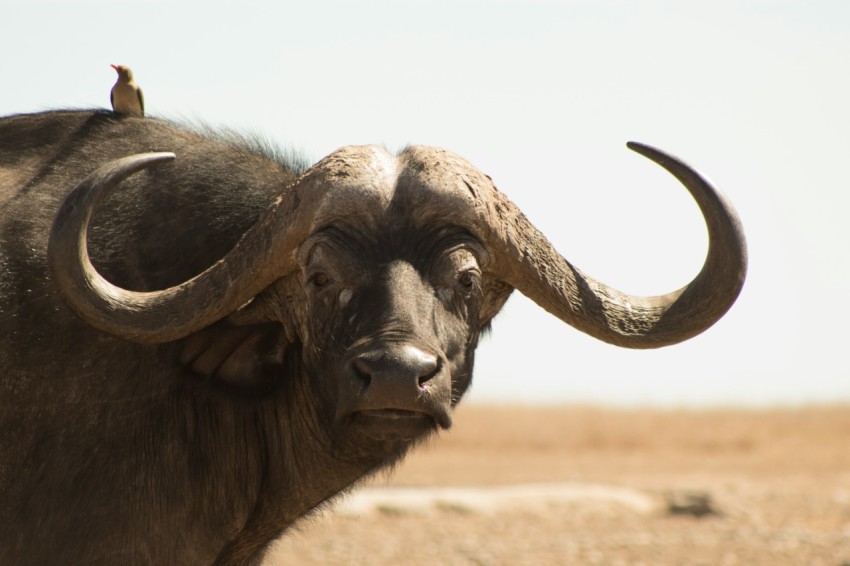 an animal with large horns standing in a field Dounk