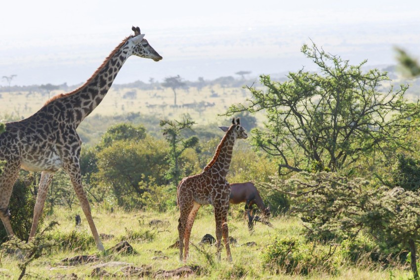 a couple of giraffe standing on top of a lush green field b