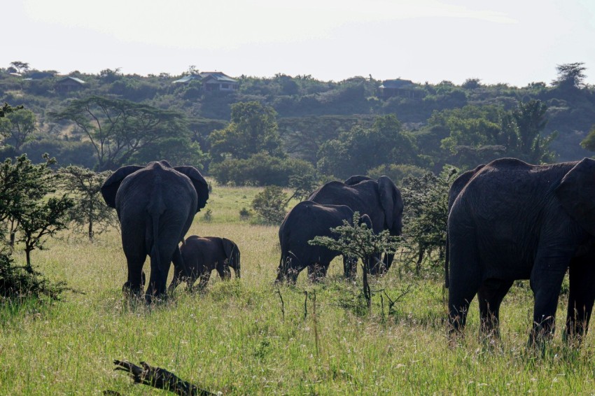 a herd of elephants walking across a lush green field