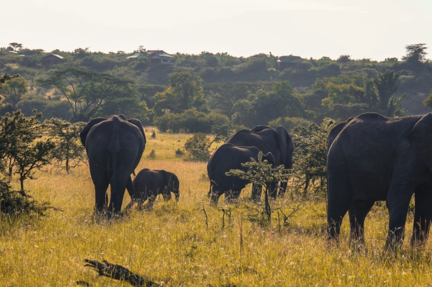 a herd of elephants standing on top of a grass covered field