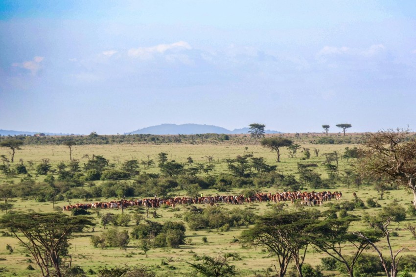 a herd of animals walking across a lush green field kHoml5W