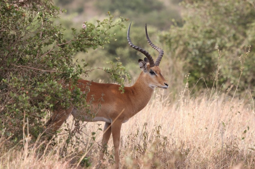 brown deer standing on brown grass field during daytime