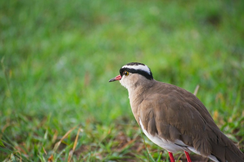 a bird with a black and white head standing in the grass