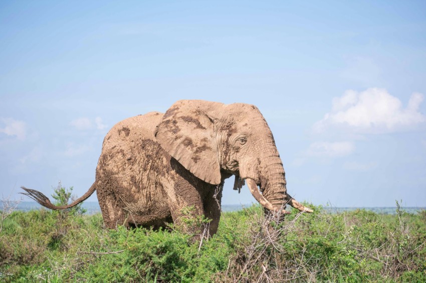 an elephant standing in a grassy area with a sky background T