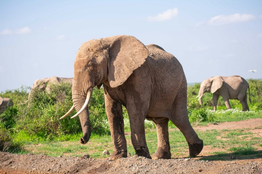 a herd of elephants walking across a grass covered field