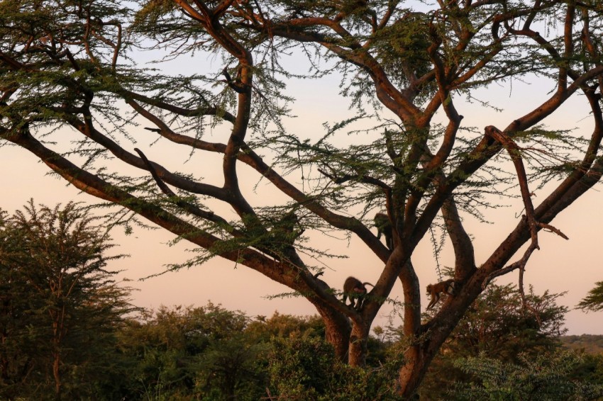 a group of giraffes sitting in the branches of a tree