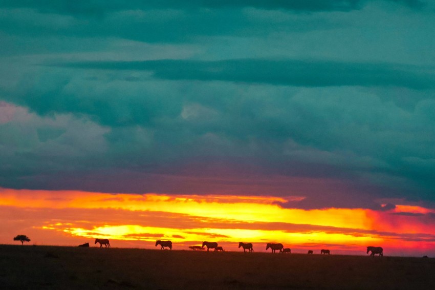 a group of animals walking across a grass covered field