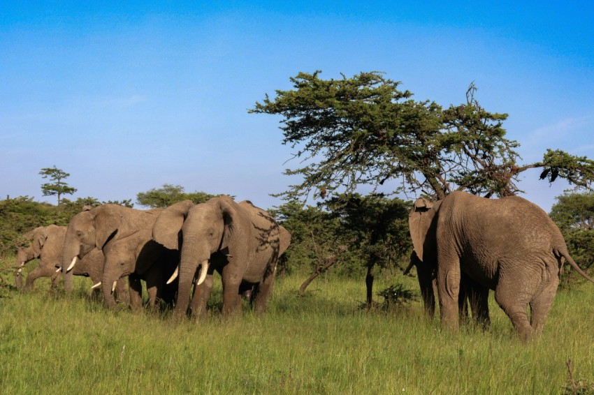 a herd of elephants walking across a lush green field