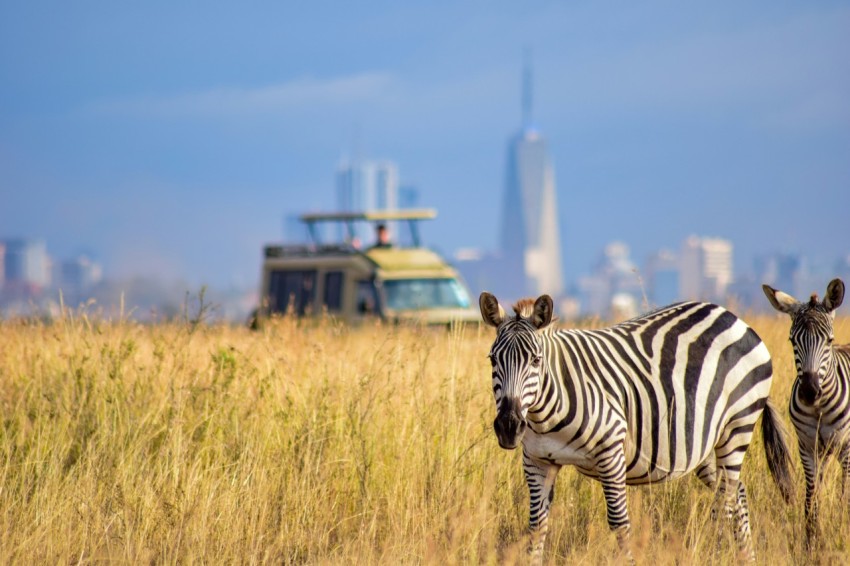 a couple of zebra standing on top of a dry grass field GQ