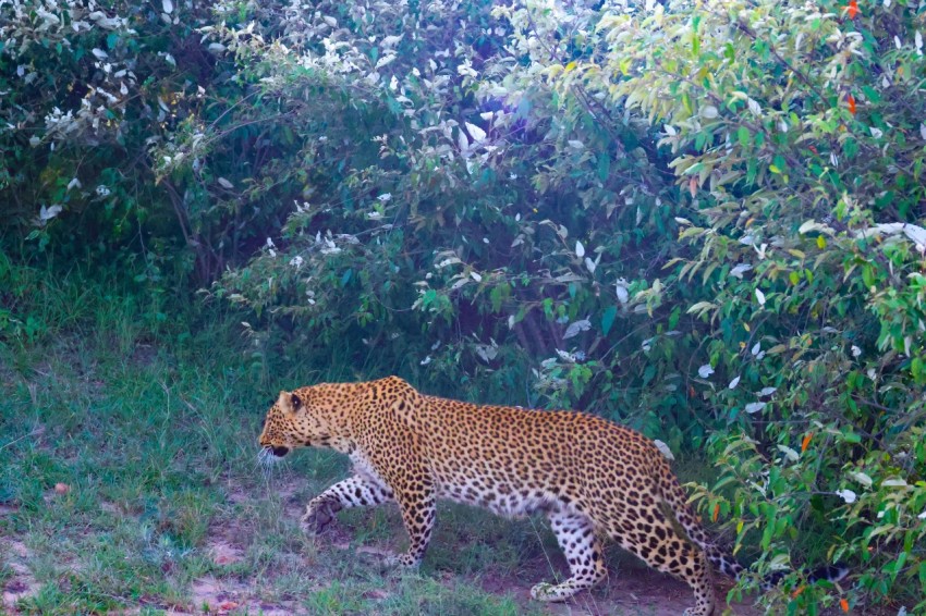 a large leopard walking through a lush green forest